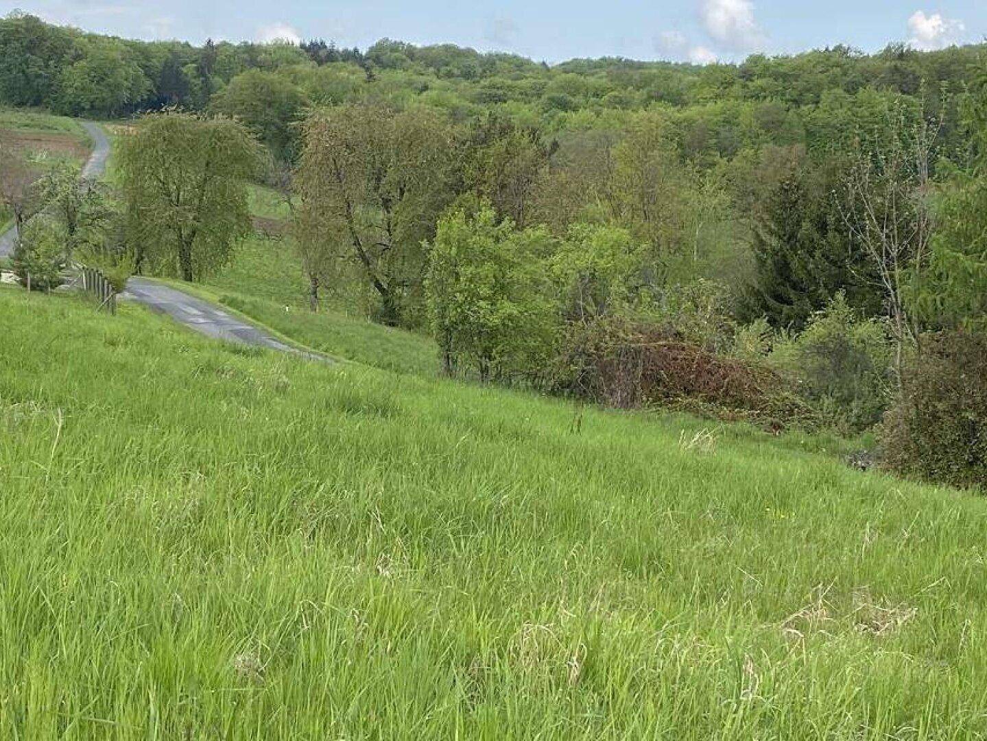 Grüne Hügellandschaft mit üppiger Vegetation und einem Feldweg im Hintergrund unter bewölktem Himmel.