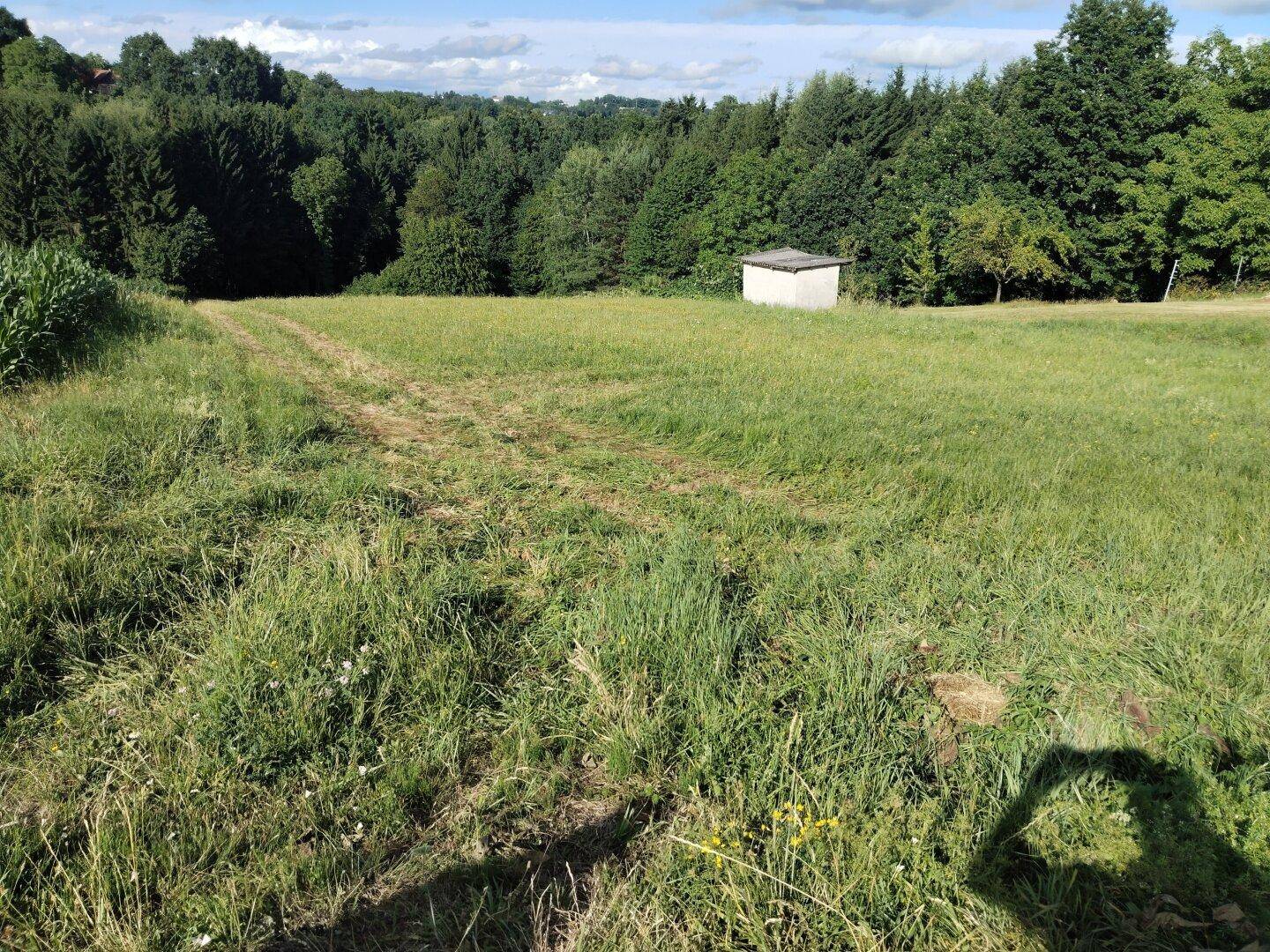 Grüne Wiese mit einem Feldweg, umgeben von Bäumen und einem kleinen Schuppen unter sonnigem Himmel.