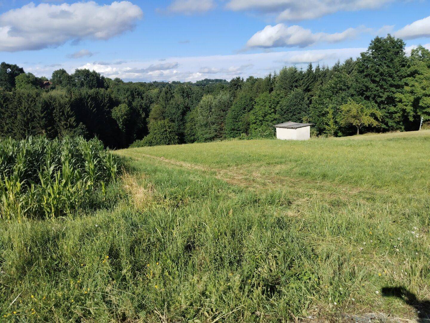 Weitläufiges grünes Feld mit Maispflanzen, Waldrand und einem kleinen Schuppen unter blauem Himmel.