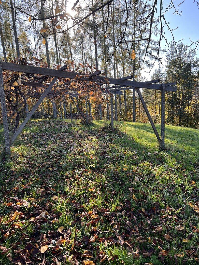 Hölzerne Pergola-Struktur in einem sonnigen Gartenbereich mit herbstlichem Laub und Bäumen im Hintergrund.