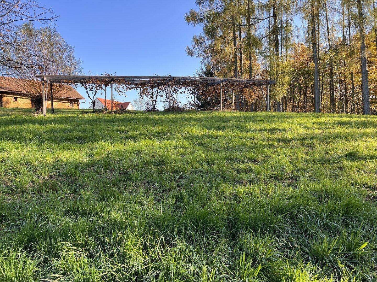 Weitläufige Rasenfläche mit einer hölzernen Pergola und hohen Bäumen im Hintergrund unter blauem Himmel.