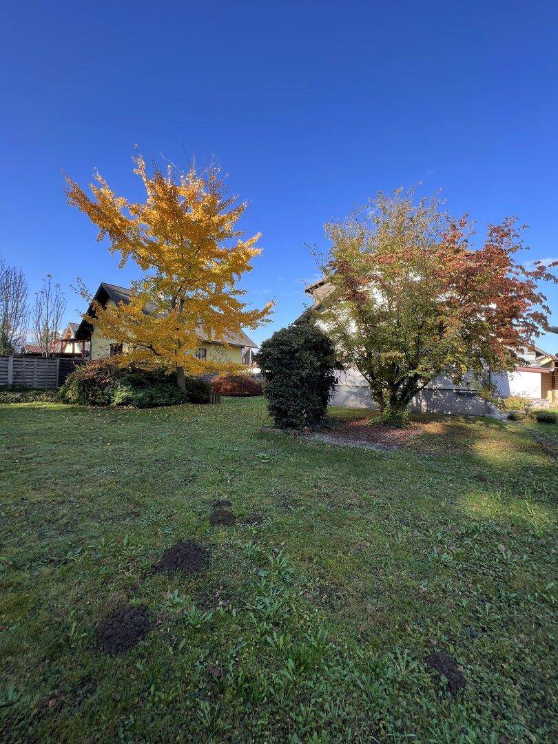Großer Garten mit zwei markanten Bäumen und weitem Blick unter blauem Himmel.