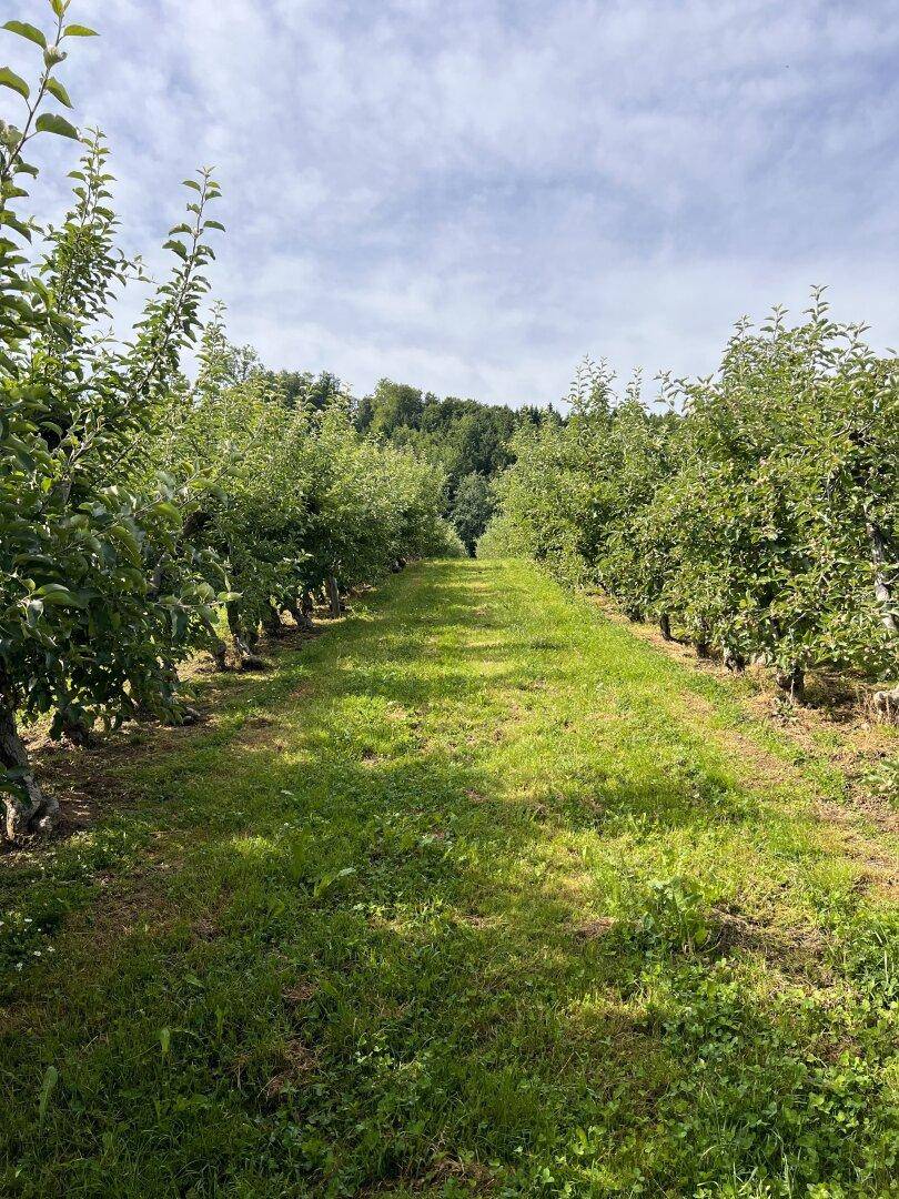 Gepflegte Reihen von Obstbäumen in einem sonnigen Obstgarten mit natürlichem Licht.