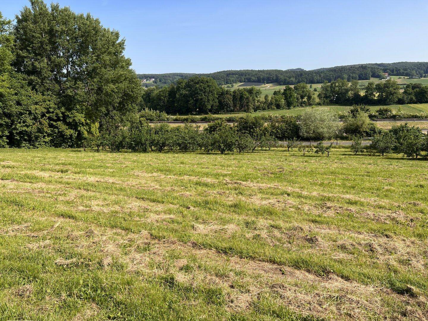 Ausgedehnte grüne Wiese mit Bäumen im Hintergrund und einem weiten Blick in die Natur.