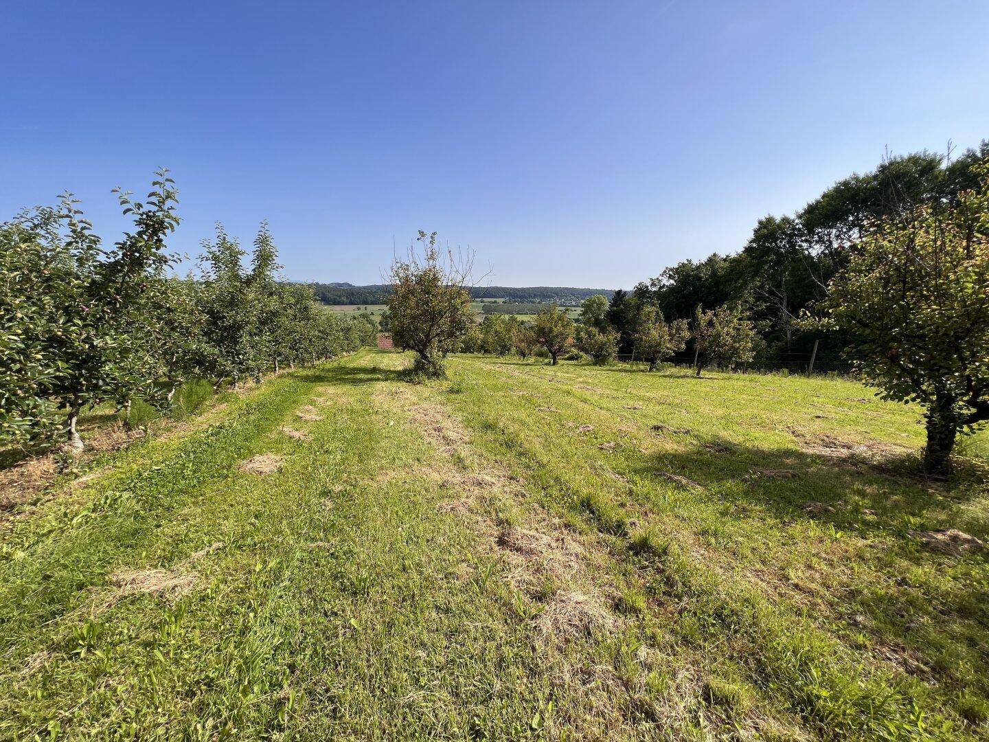 Sonniges Feld mit jungen Obstbäumen und einem weiten Blick über die grüne Hügellandschaft.