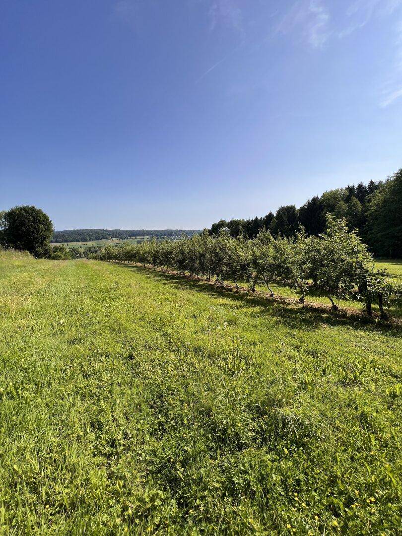 Grüne Wiese mit einer Reihe von Obstbäumen und einem Waldrand in der Ferne.