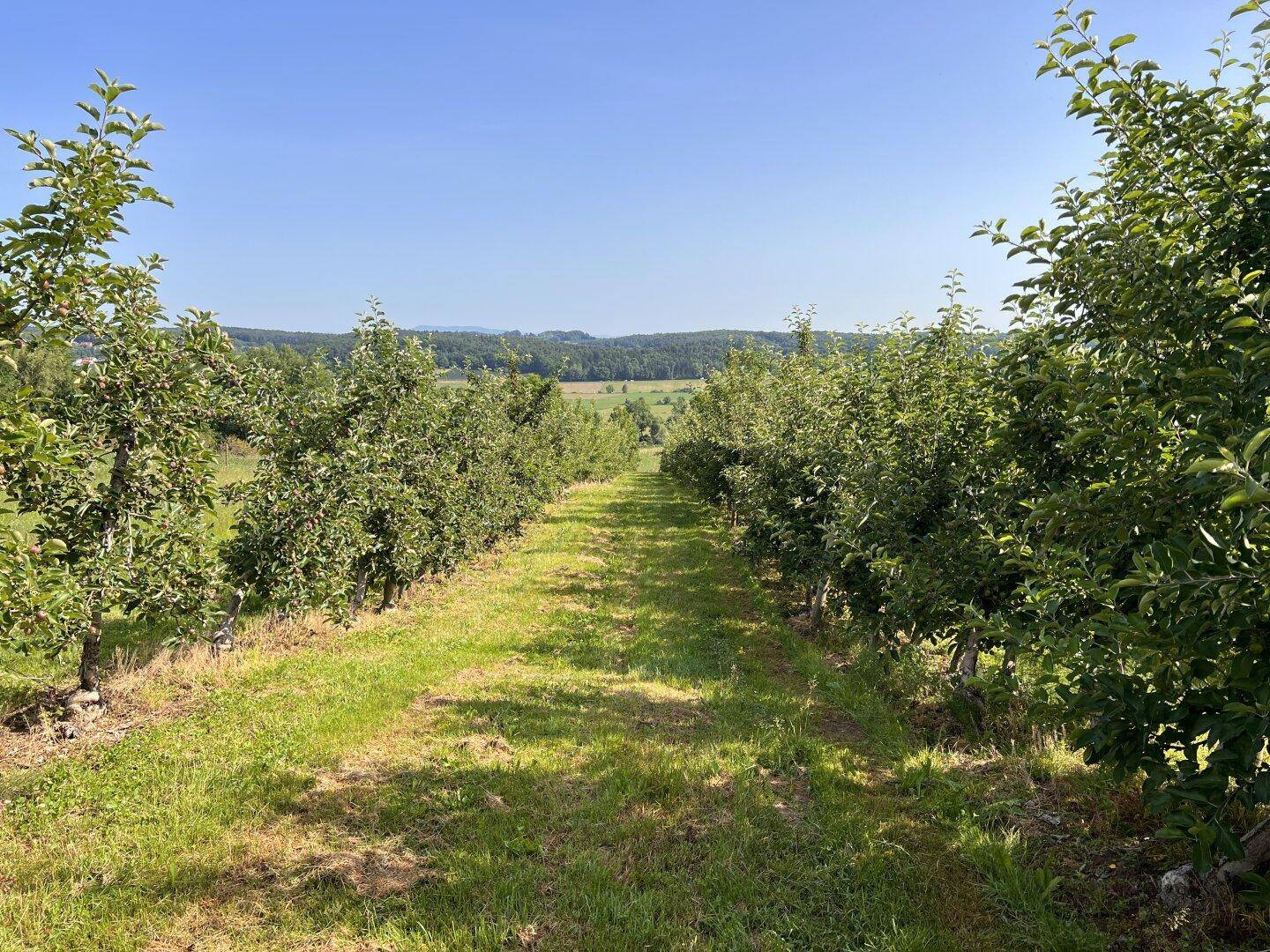 Sonniger Obstgarten mit dicht bepflanzten Reihen von Obstbäumen und weitem Blick.