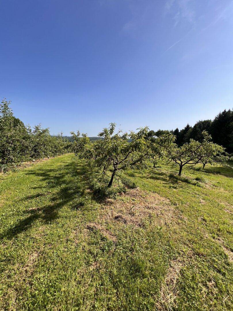 Offenes Feld mit einzelnen Obstbäumen und einem Waldrand unter klarem blauem Himmel.