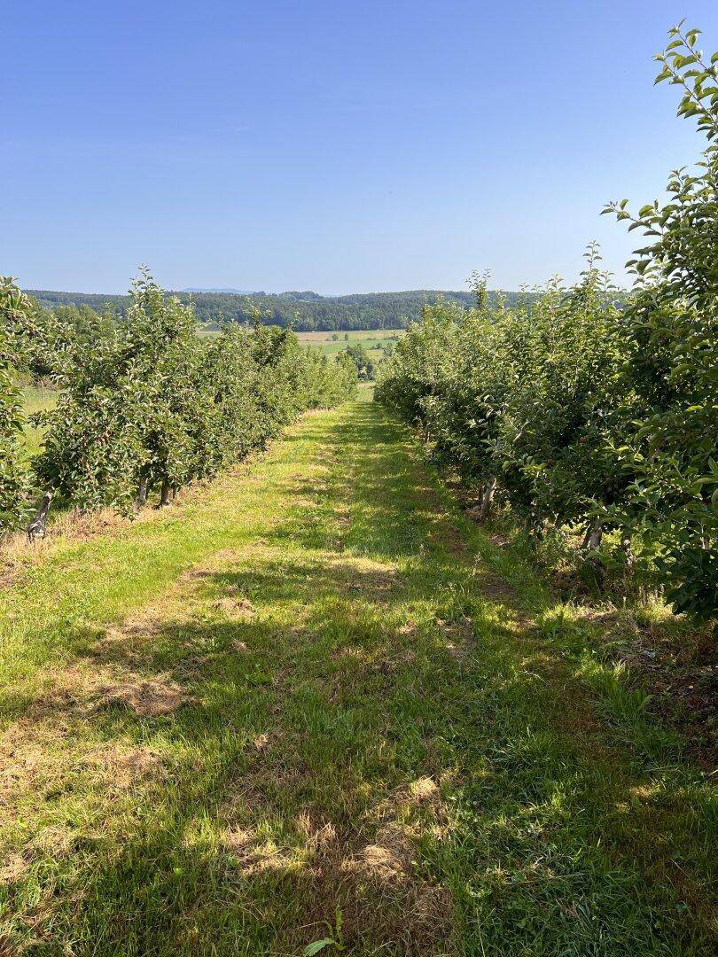 Reihen von Obstbäumen in einem gepflegten Obstgarten unter blauem Himmel.