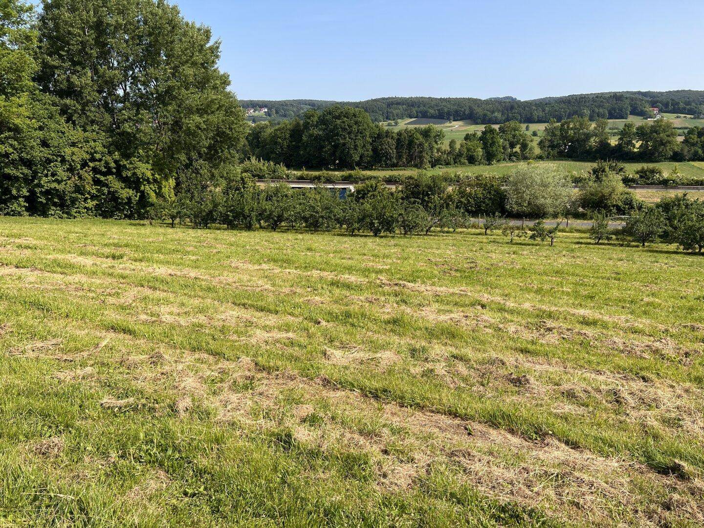 Weitläufige Wiese mit Blick auf ferne Baumreihen und die sanfte Hügellandschaft.