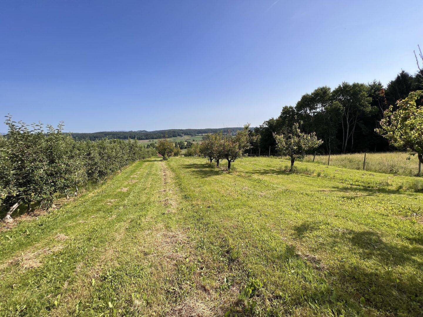 Weitläufiges Feld mit Obstbäumen und einem angrenzenden Wald unter blauem Himmel.