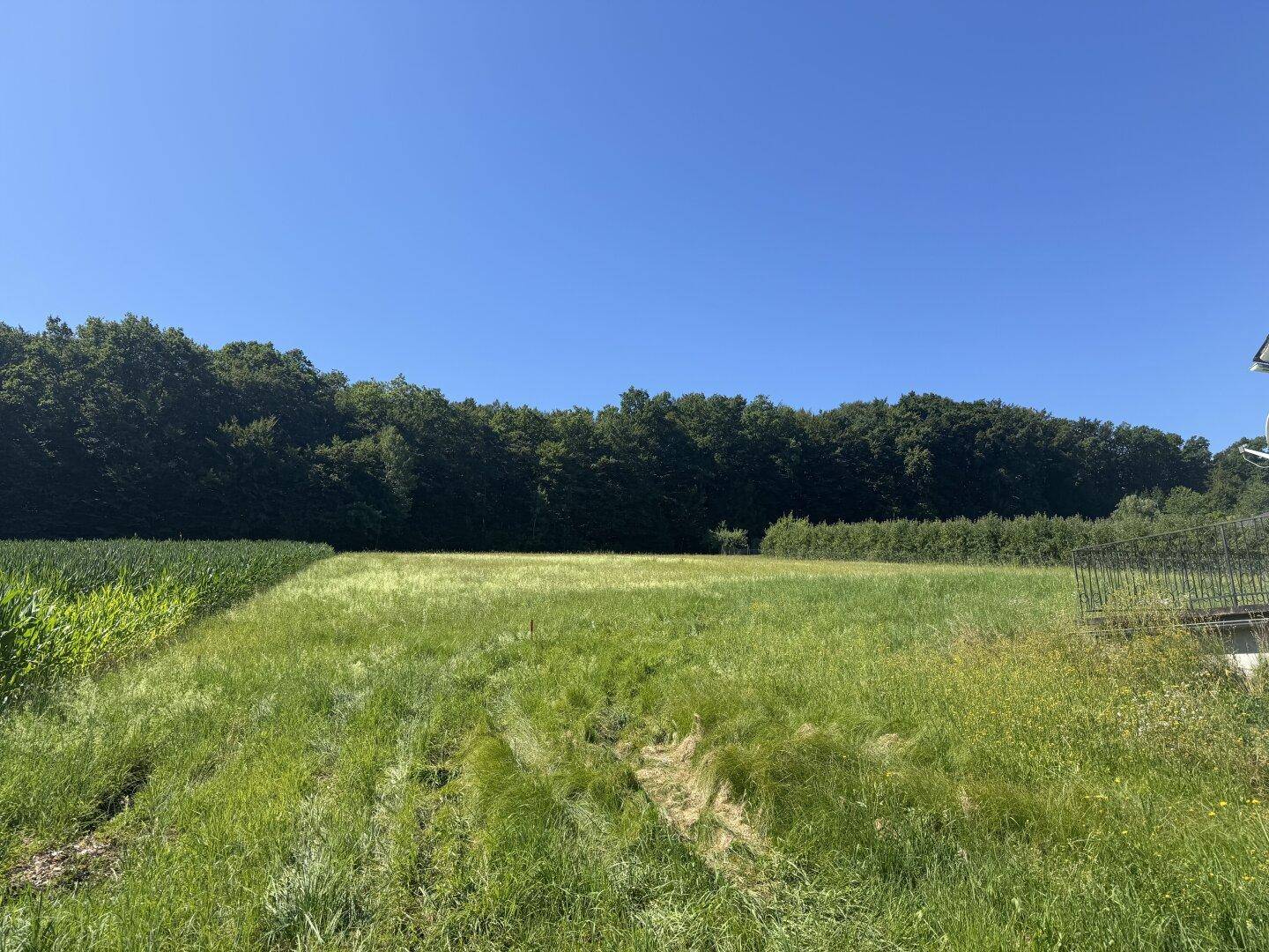 Sonnige Landschaft mit weiten Feldern, Waldrand und klarem blauem Himmel.