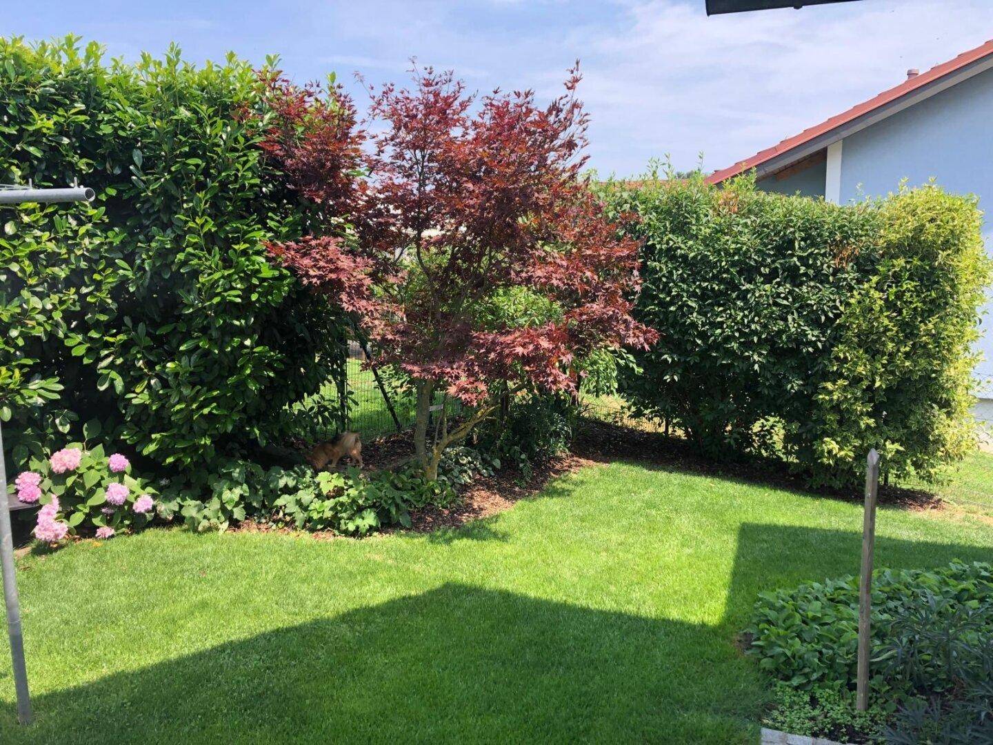 Gepflegter Gartenbereich mit Rasen, Hecken und einem roten Ahornbaum.