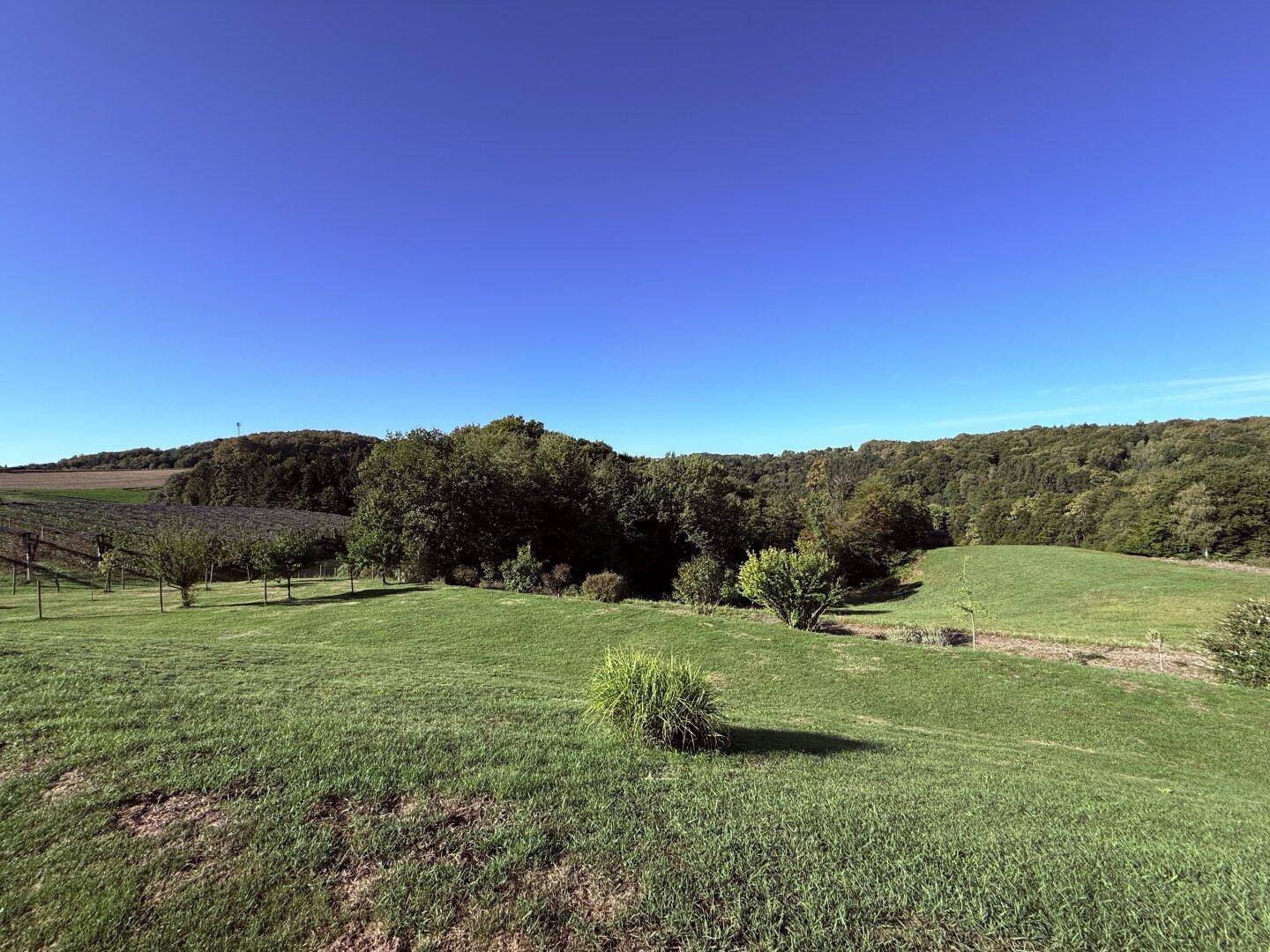 Weitläufige grüne Hügellandschaft mit Bäumen und einem klaren blauen Himmel.