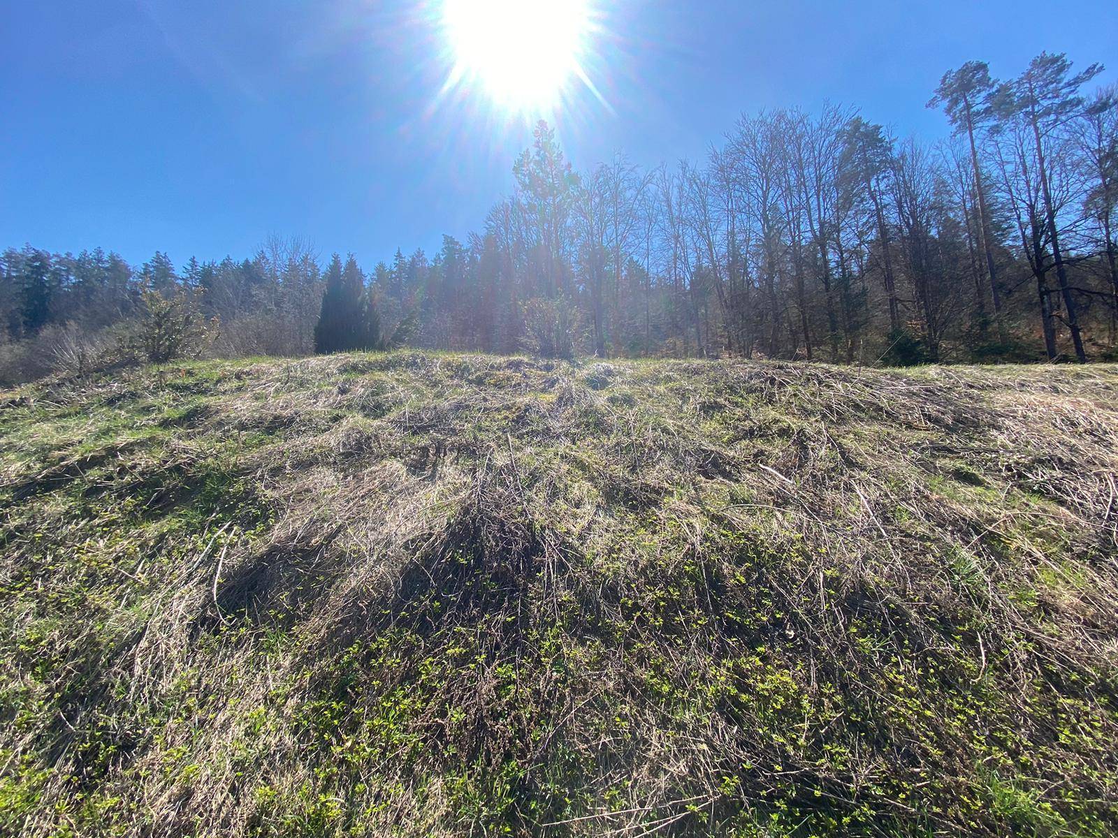 Sonniges Wiesengrundstück mit bewaldetem Hintergrund und klarem, blauem Himmel.