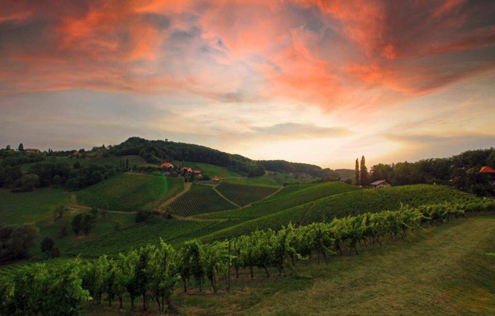 Malerische Weinberge bei Sonnenuntergang mit dramatischem Himmel und sanften Hügeln.