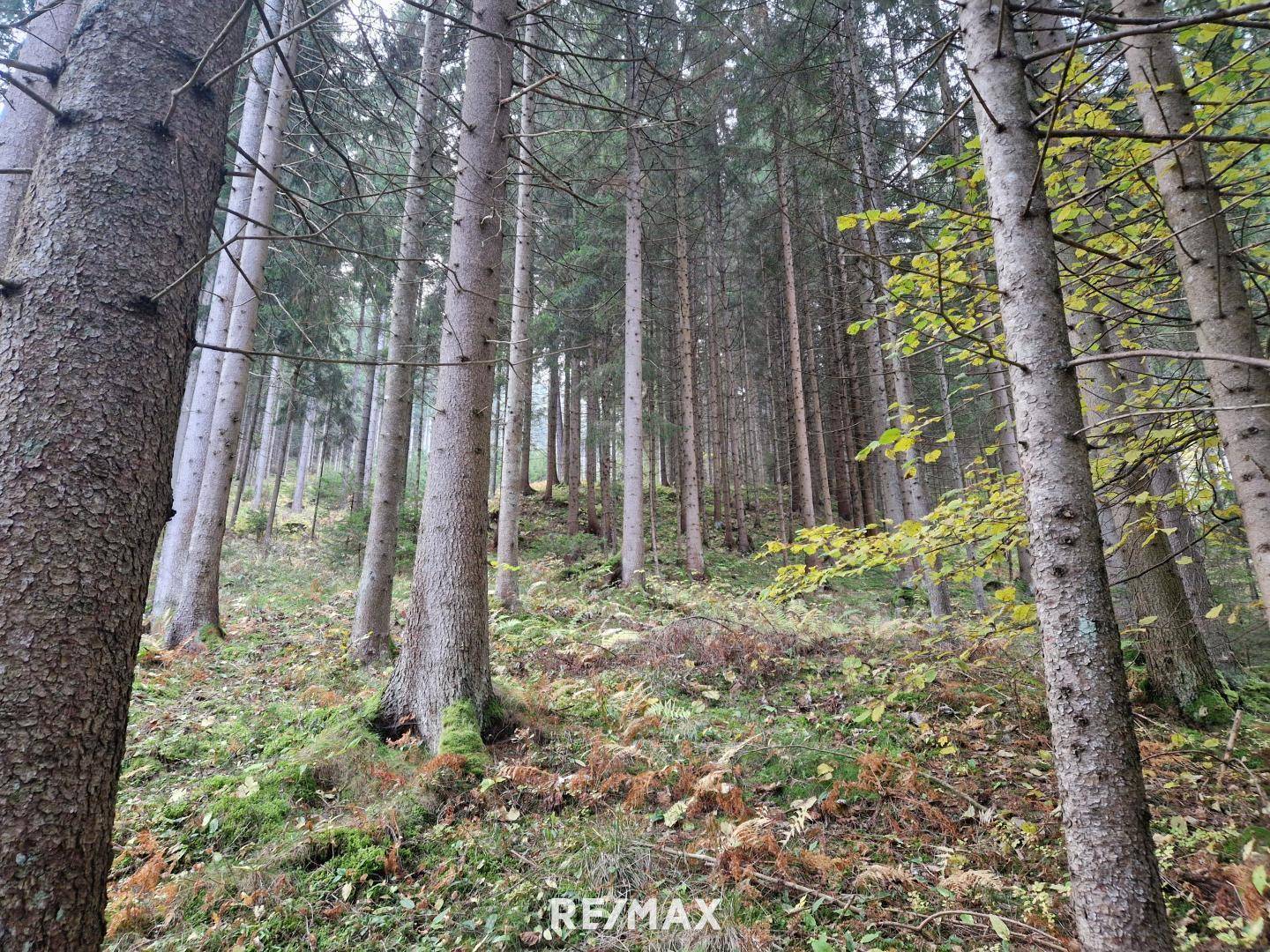 Wald