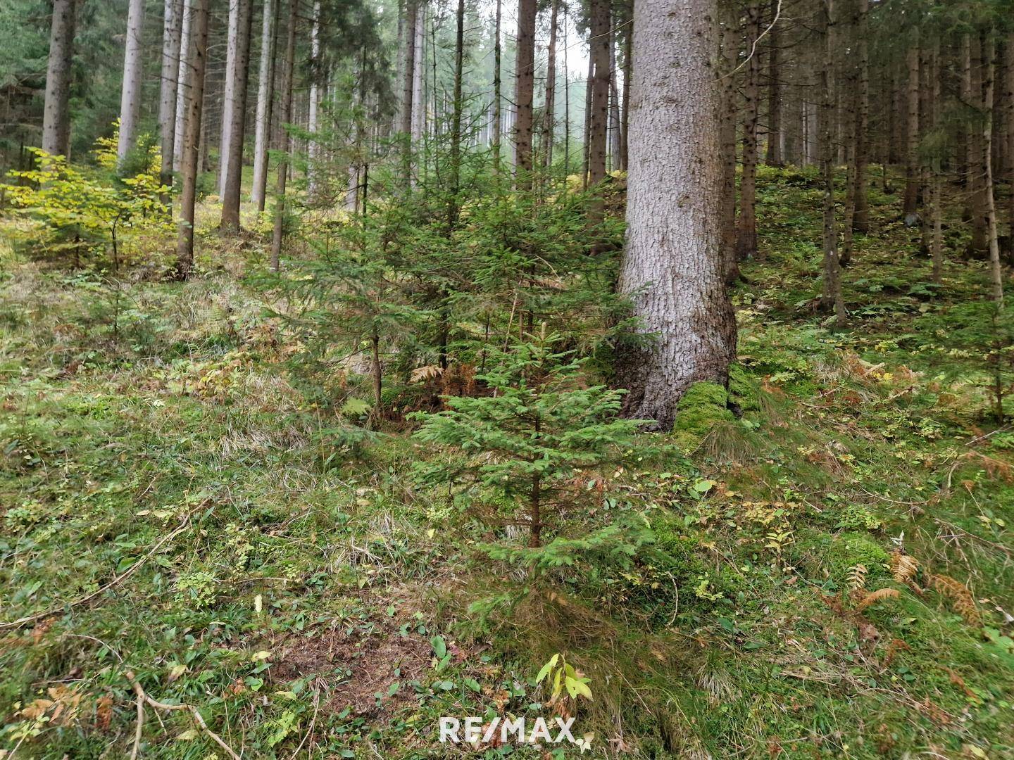 Wald
