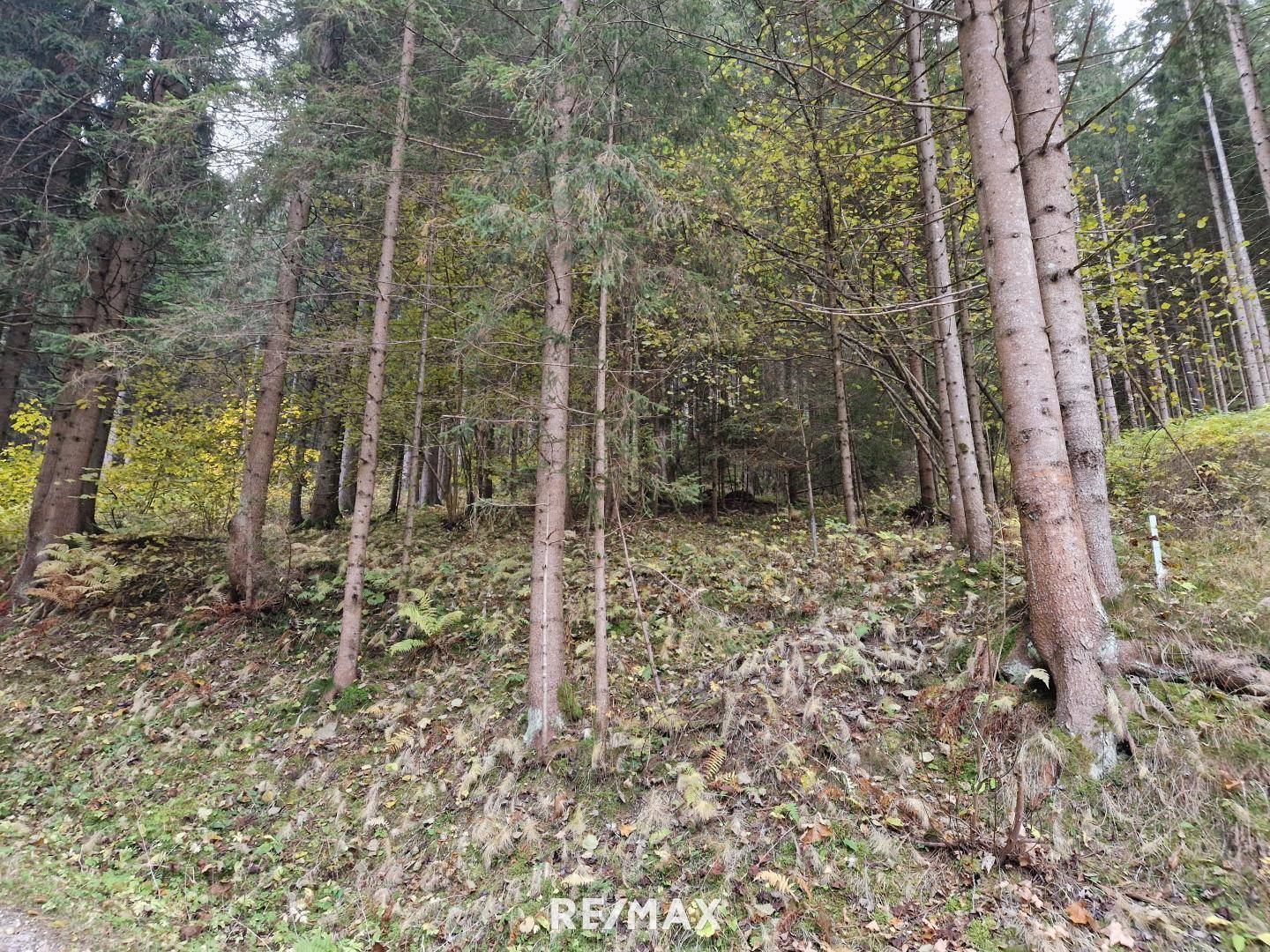 Wald