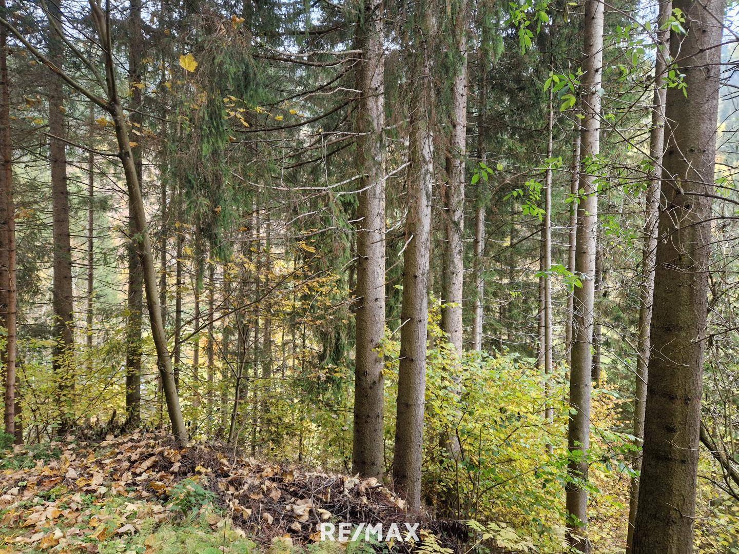 Wald