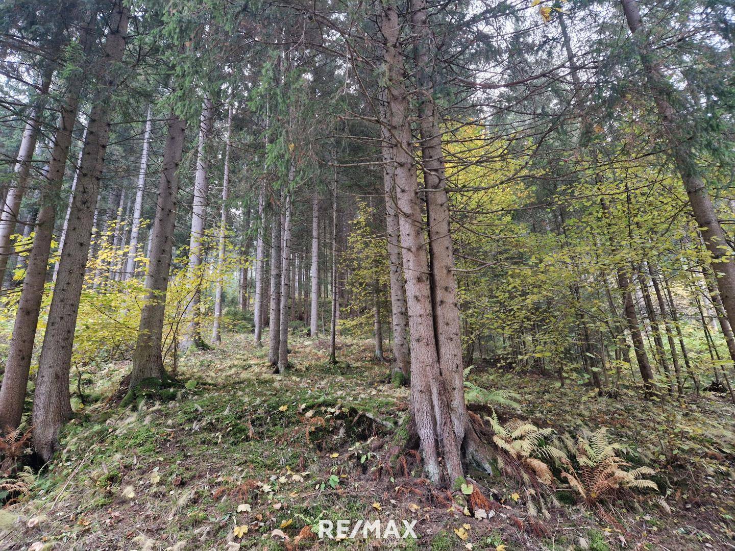 Wald