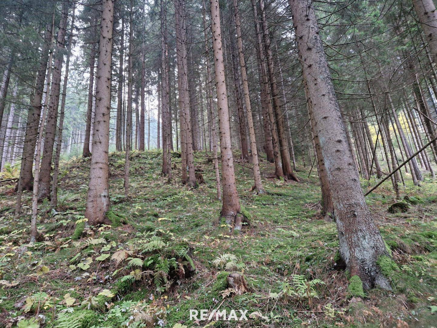 Wald
