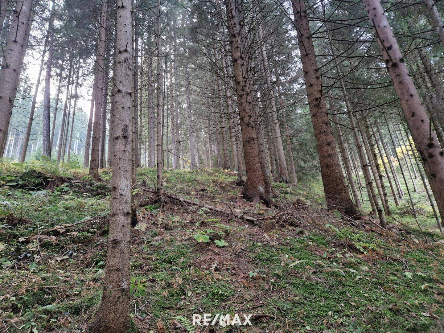 Wald