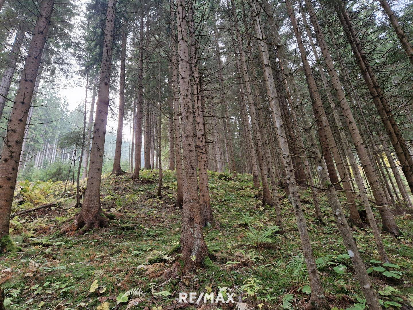 Wald
