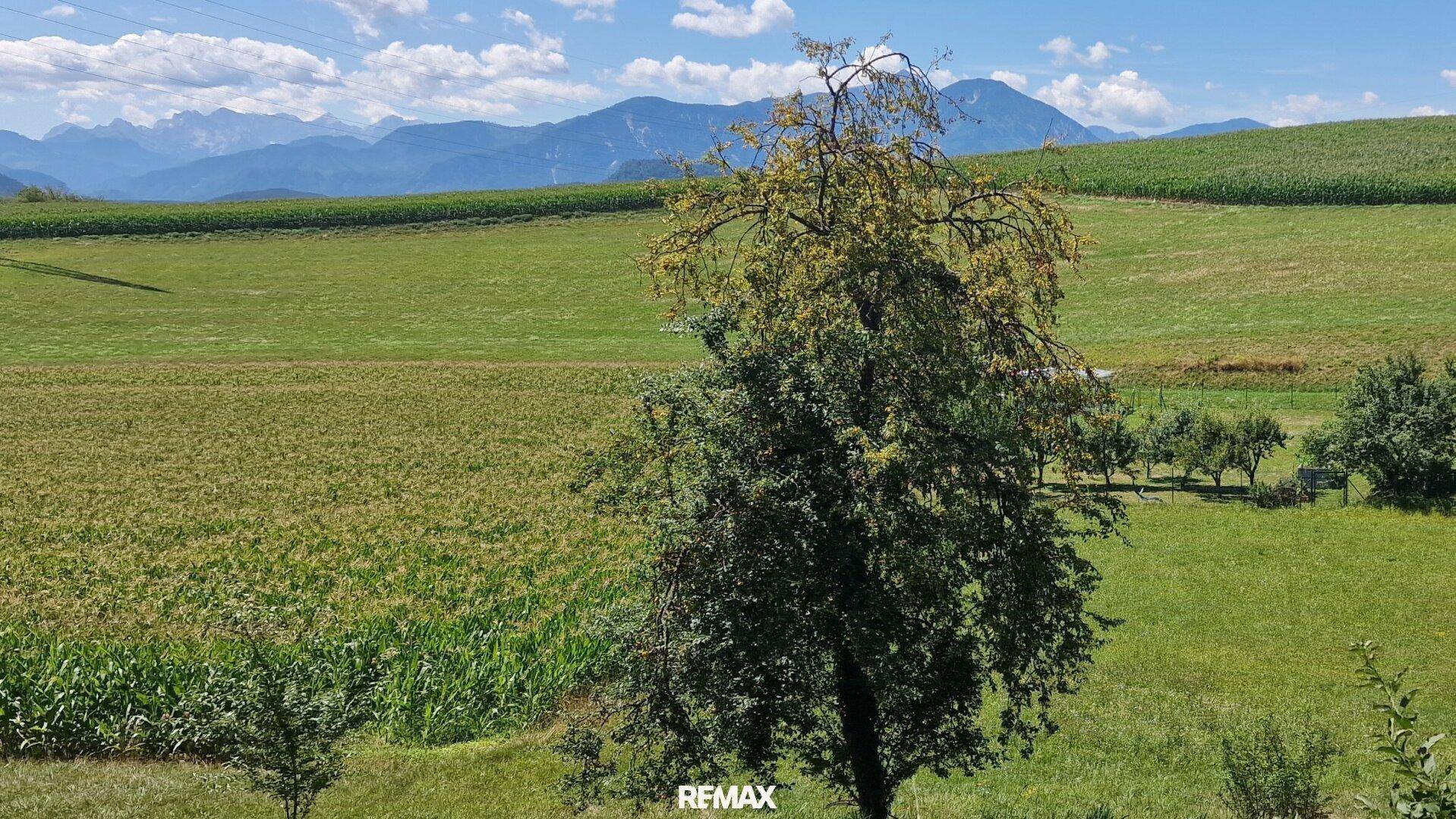Blick über grüne Felder und einen Baum im Vordergrund mit majestätischen Bergen am Horizont.