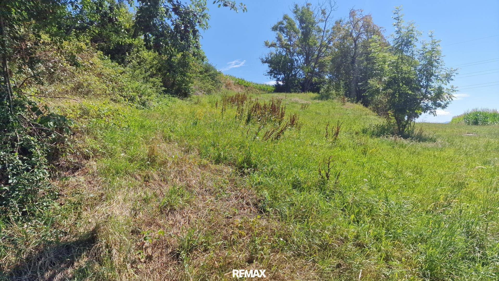 Naturbelassener, grasbewachsener Hang mit dichter Vegetation und Bäumen im Hintergrund.