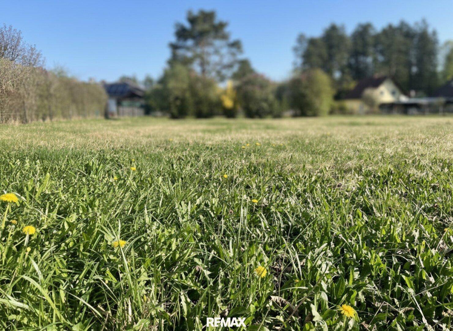 Nahaufnahme einer grünen Wiese mit gelben Blumen und unscharfem Hintergrund unter blauem Himmel.