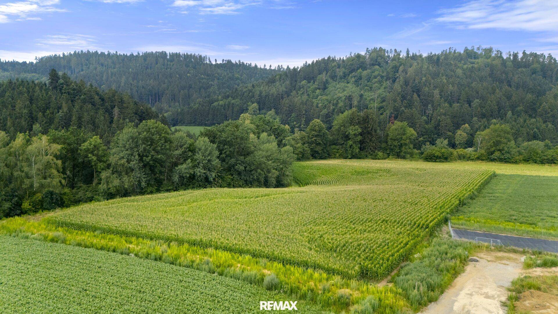 Blick auf ein weites grünes Feld mit dichtem Wald im Hintergrund unter einem klaren blauen Himmel.