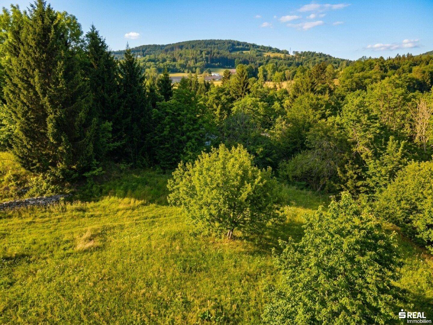 Weitläufige grüne Landschaft mit Bäumen und Hügeln unter blauem Himmel, ideal für Naturliebhaber.