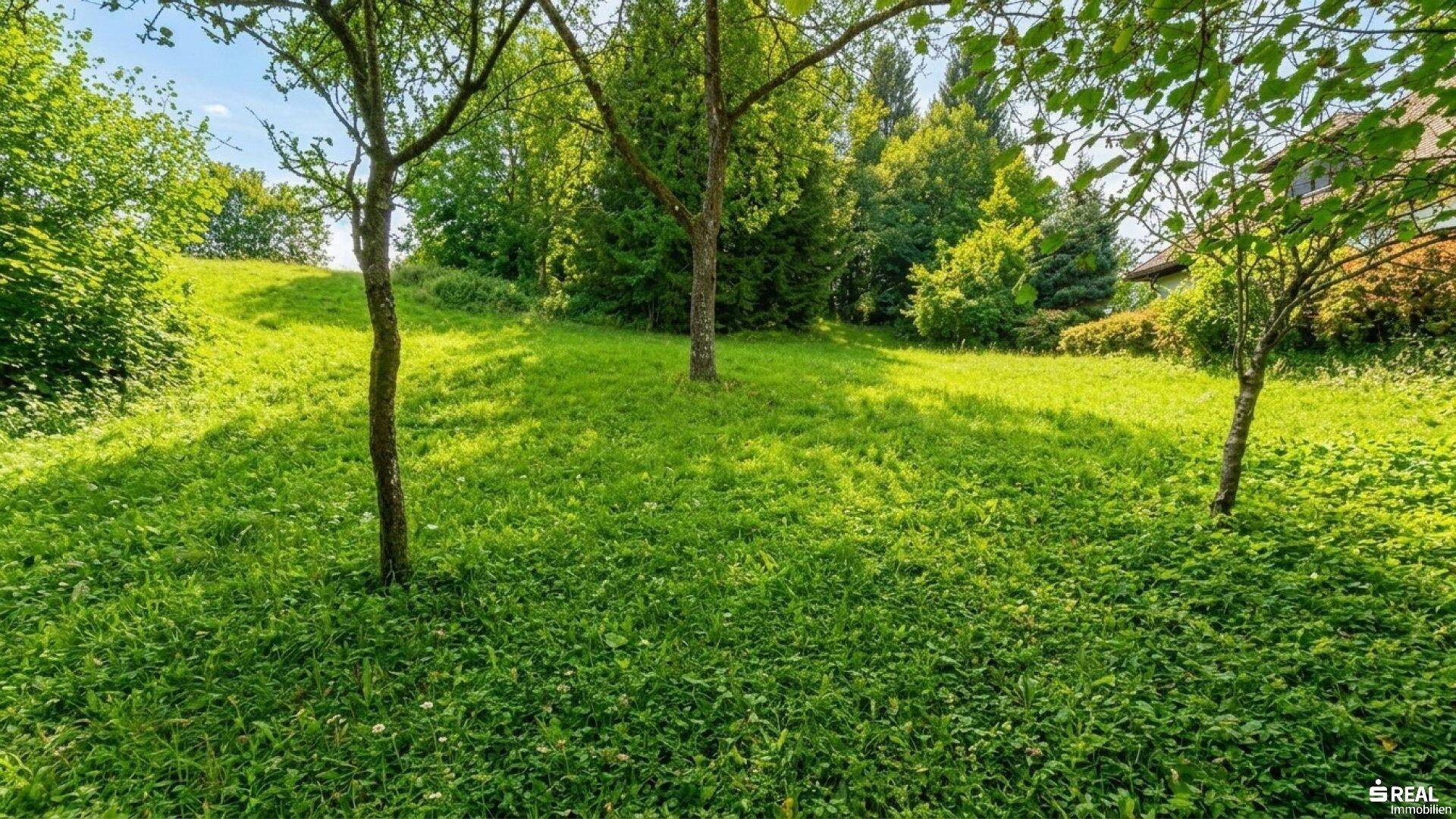 Grüne Wiese mit jungen Bäumen und sanftem Hügel im Hintergrund, ideal für Erholung.