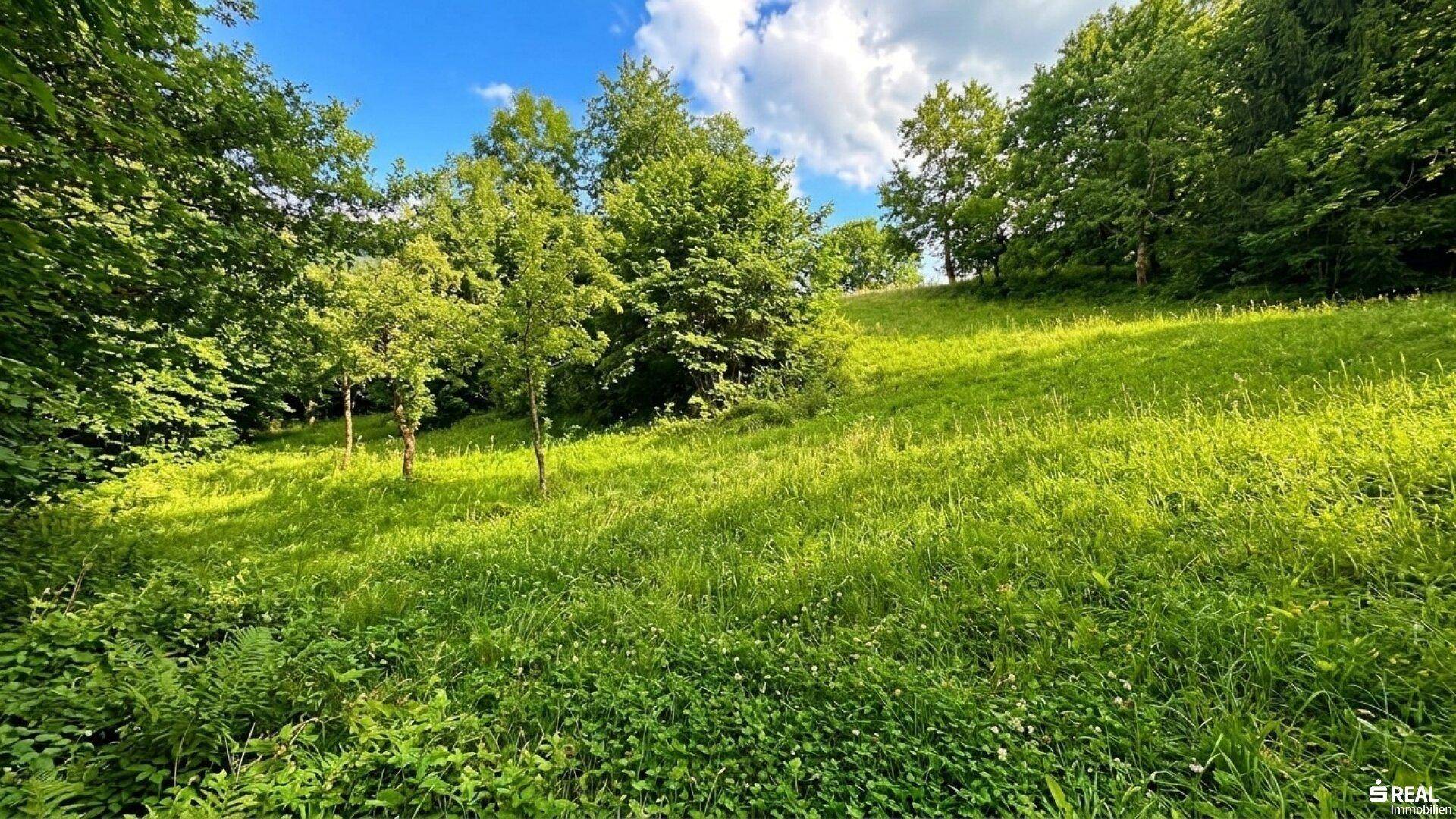 Weitläufige, sonnige Wiesenlandschaft mit Bäumen und einem sanften Hang unter blauem Himmel.