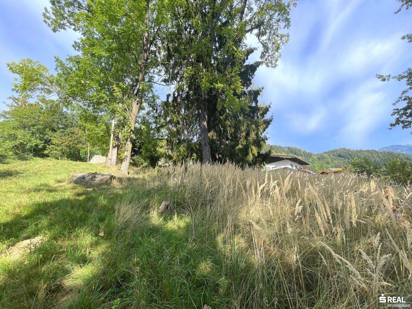 Naturbelassene Wiesenfläche mit hohen Gräsern und Bäumen, im Hintergrund ein Haus.