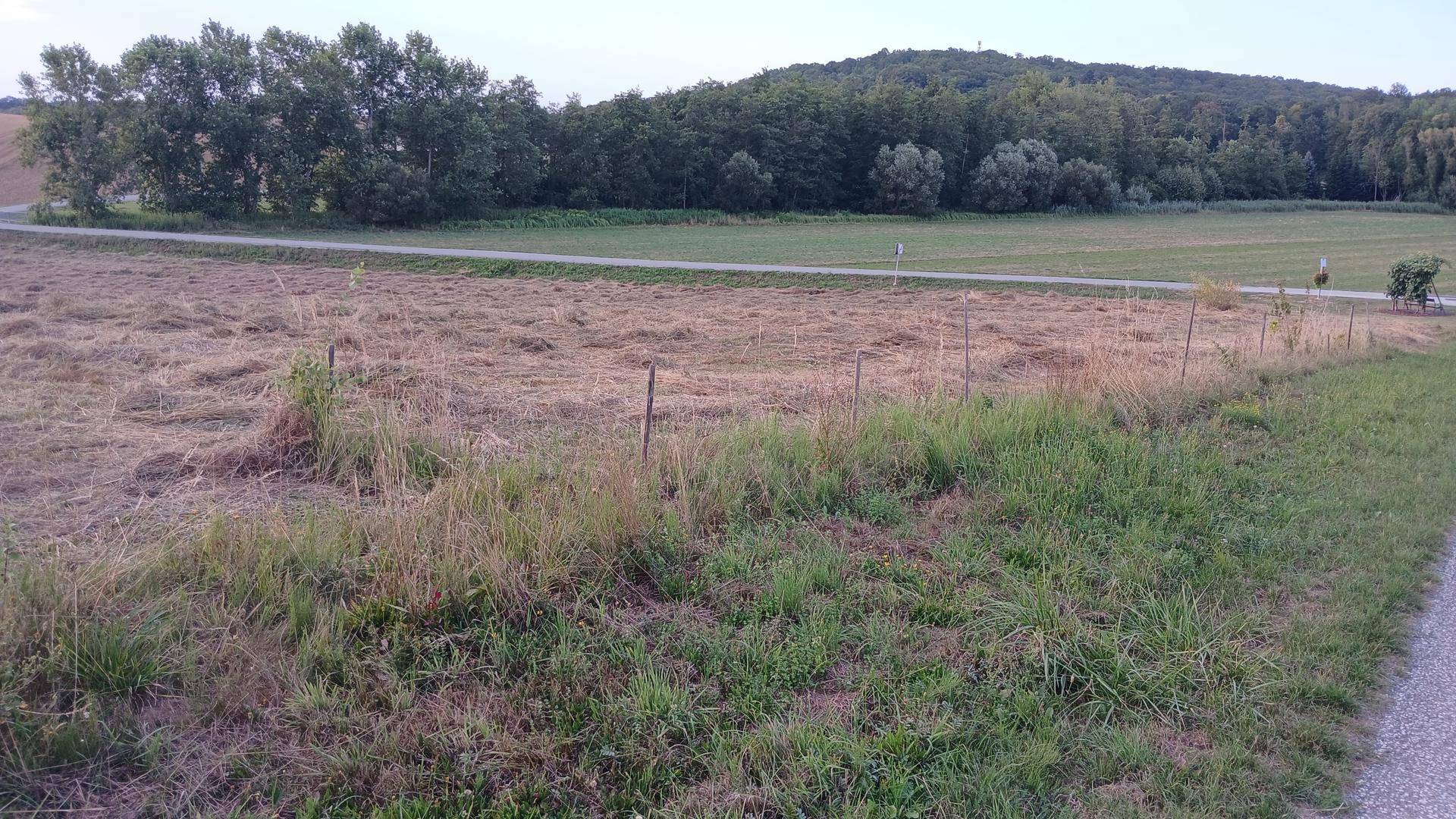 Blick über ein Feld mit gemähtem Gras und einer Baumreihe am Horizont unter hellem Himmel.