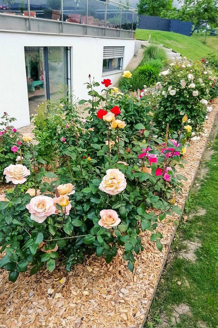 Farbenfroher Rosengarten mit verschiedenen Blüten und Holzmulch.