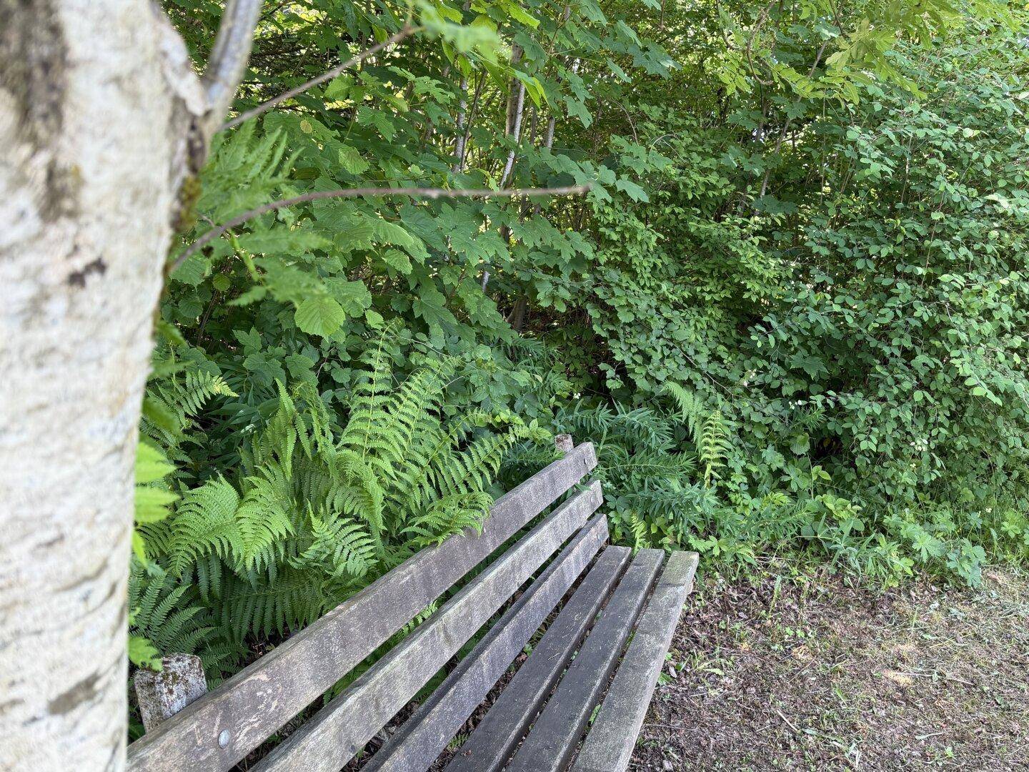 Eine Holzbank inmitten üppiger grüner Vegetation und Farnen, ideal zum Entspannen.