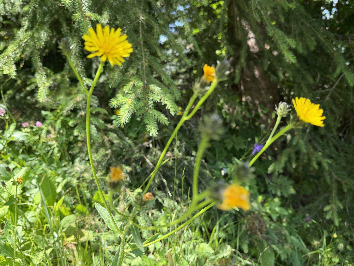 Gelbe Wildblumen in einer Wiese mit grünen Bäumen im Hintergrund.