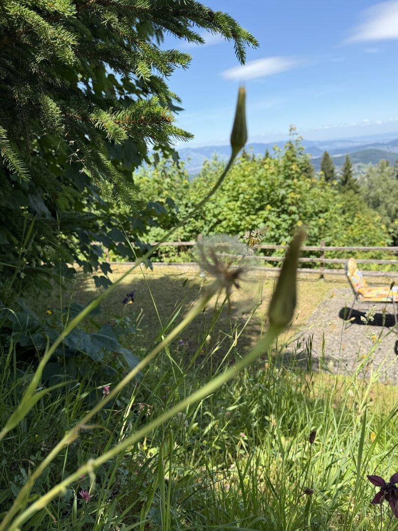Nahaufnahme von Wildblumen und Gräsern mit verschwommenem Hintergrund einer Terrasse.