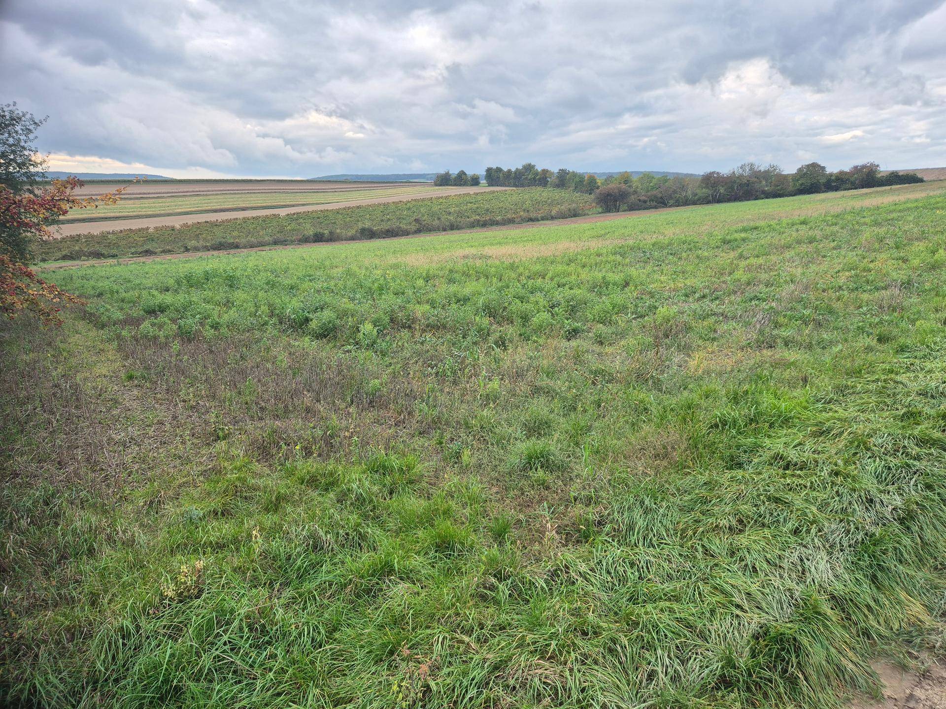 Ausgedehnte Felder mit unterschiedlicher Vegetation und einem Horizont unter einem grauen, bewölkten Himmel.