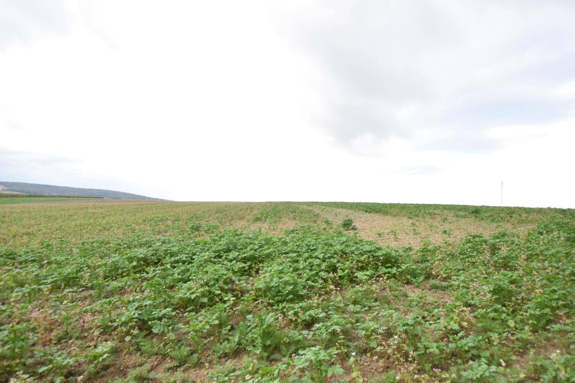 Offenes Feld mit junger, grüner Vegetation unter einem hellen, bewölkten Himmel, der den Horizont dominiert.