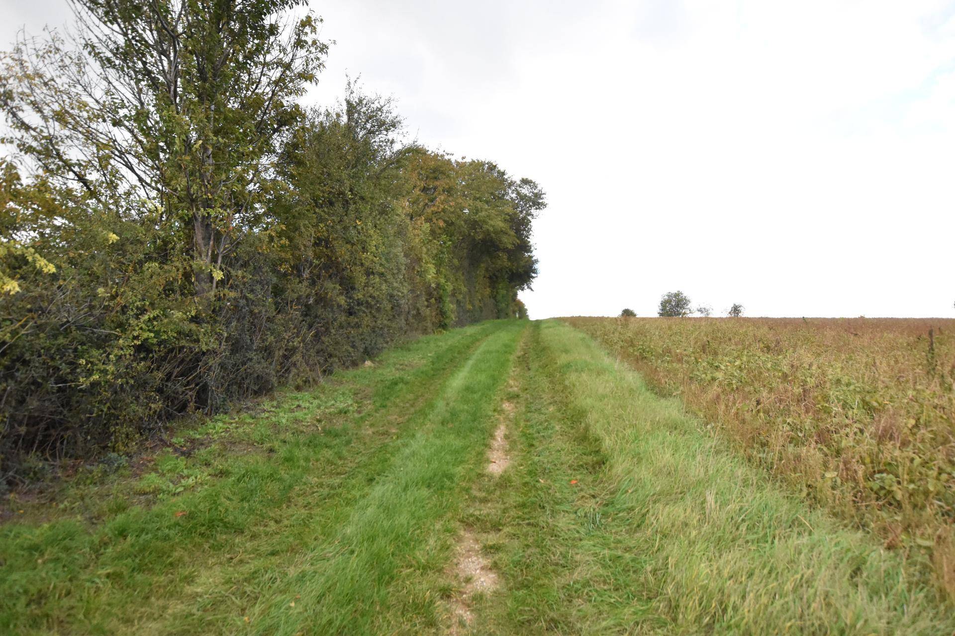 Ein grüner Feldweg schlängelt sich entlang einer dichten Baumreihe durch die ländliche Landschaft.
