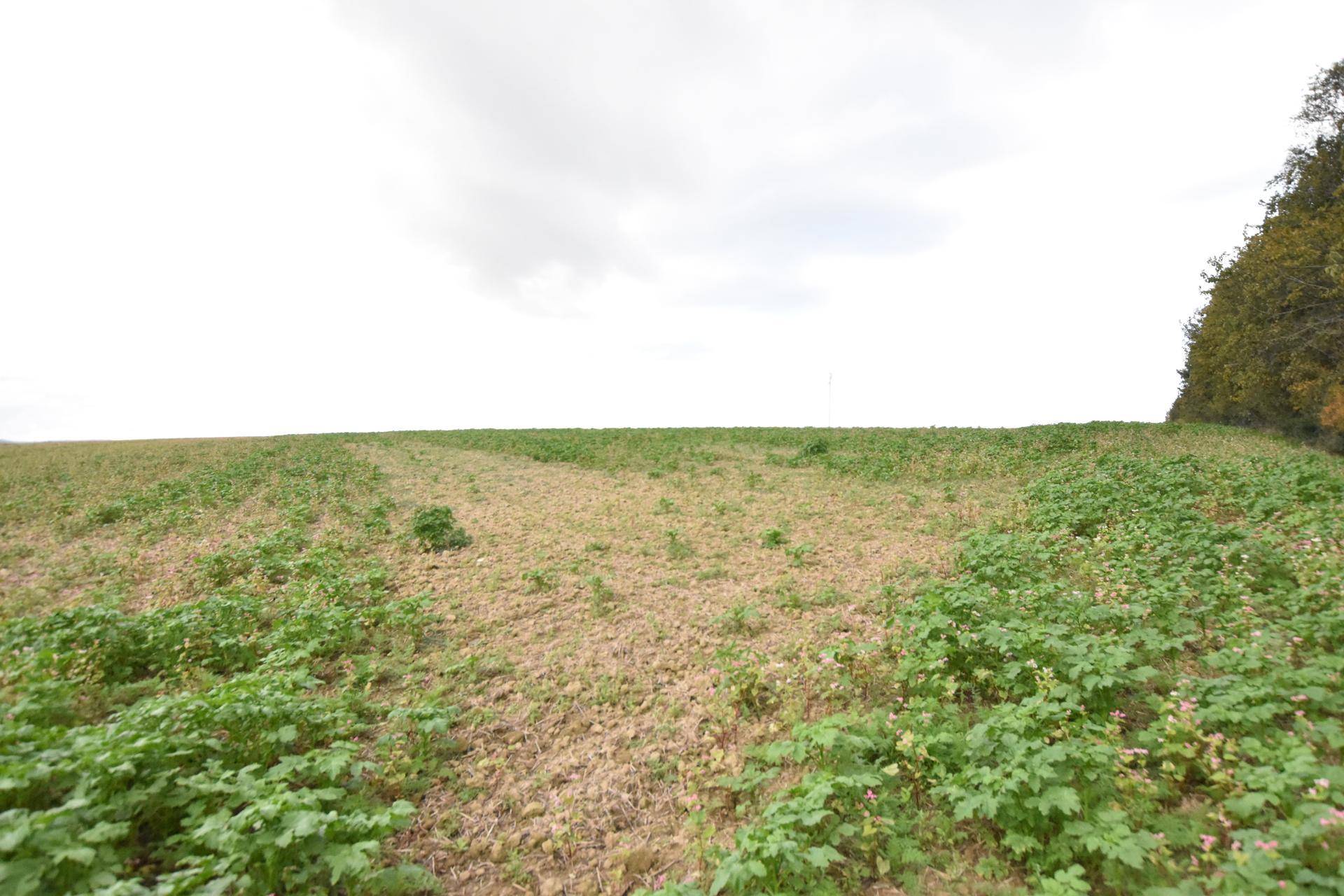 Offenes Feld mit junger, grüner Vegetation und einem Baum am Horizont unter einem hellen, bewölkten Himmel.