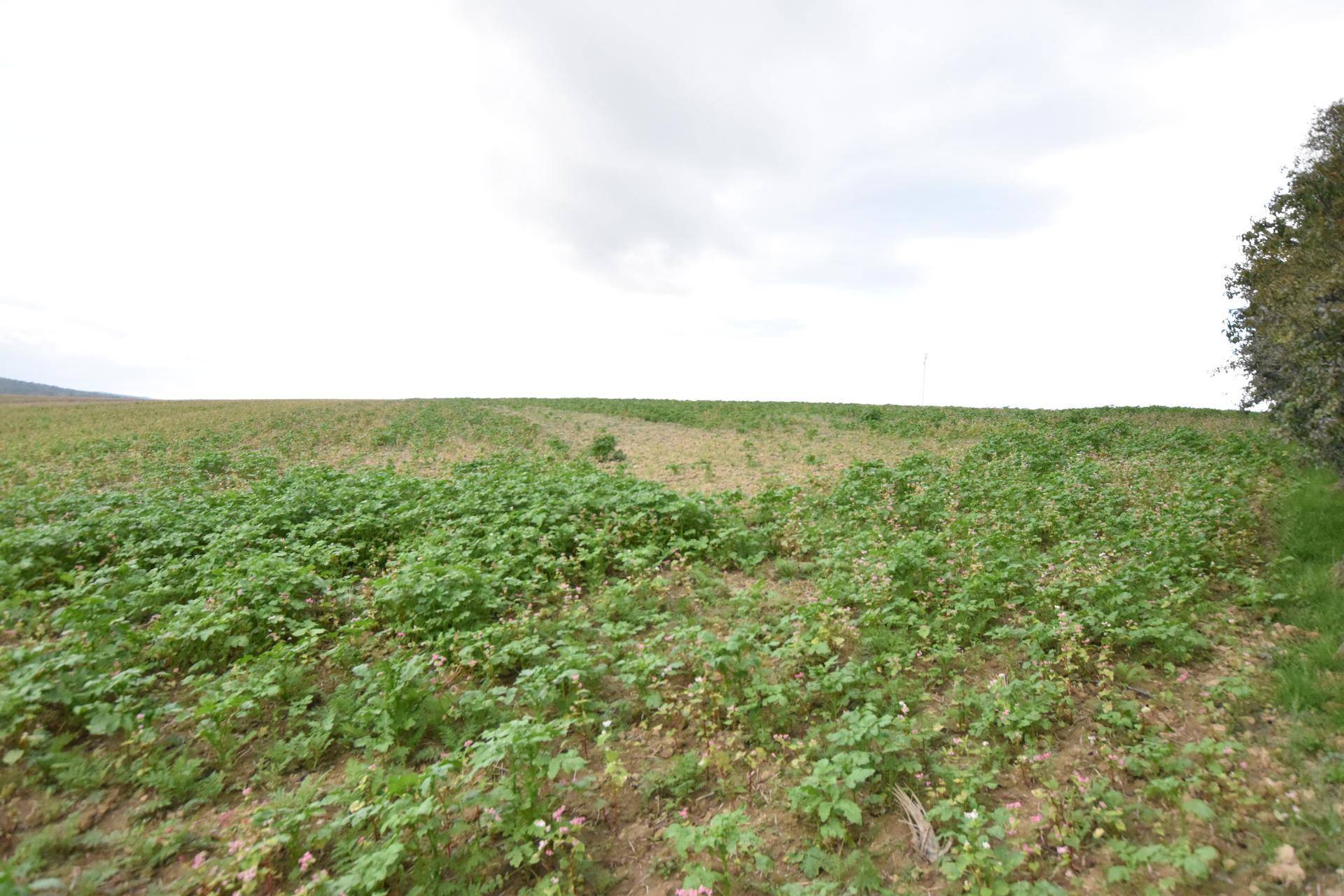 Offenes Feld mit junger, grüner Vegetation und einem Baum am rechten Bildrand unter einem bewölkten Himmel.