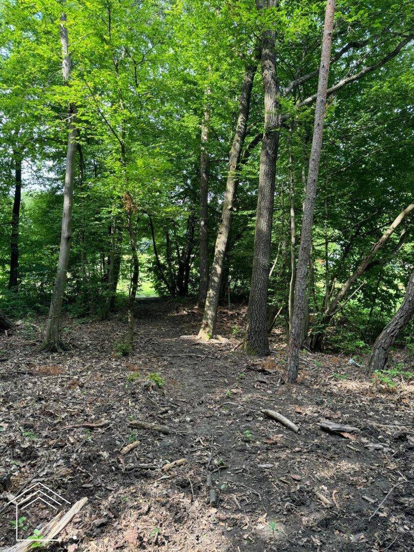 Waldweg führt durch dichte Bäume mit Laub und Ästen auf dem Waldboden.
