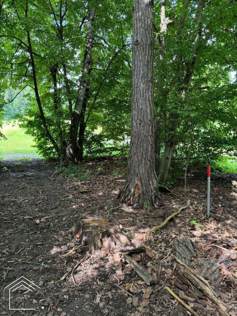 Sonnenlicht fällt auf einen Waldweg mit großen Bäumen und Laub auf dem Boden.