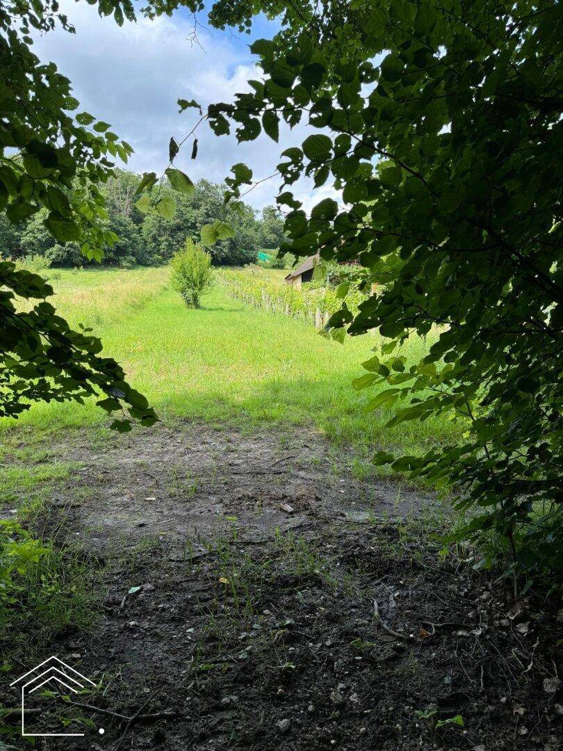 Blick durch Blätter auf ein offenes Feld mit Gras, Weinreben und einer kleinen Hütte in der Ferne.