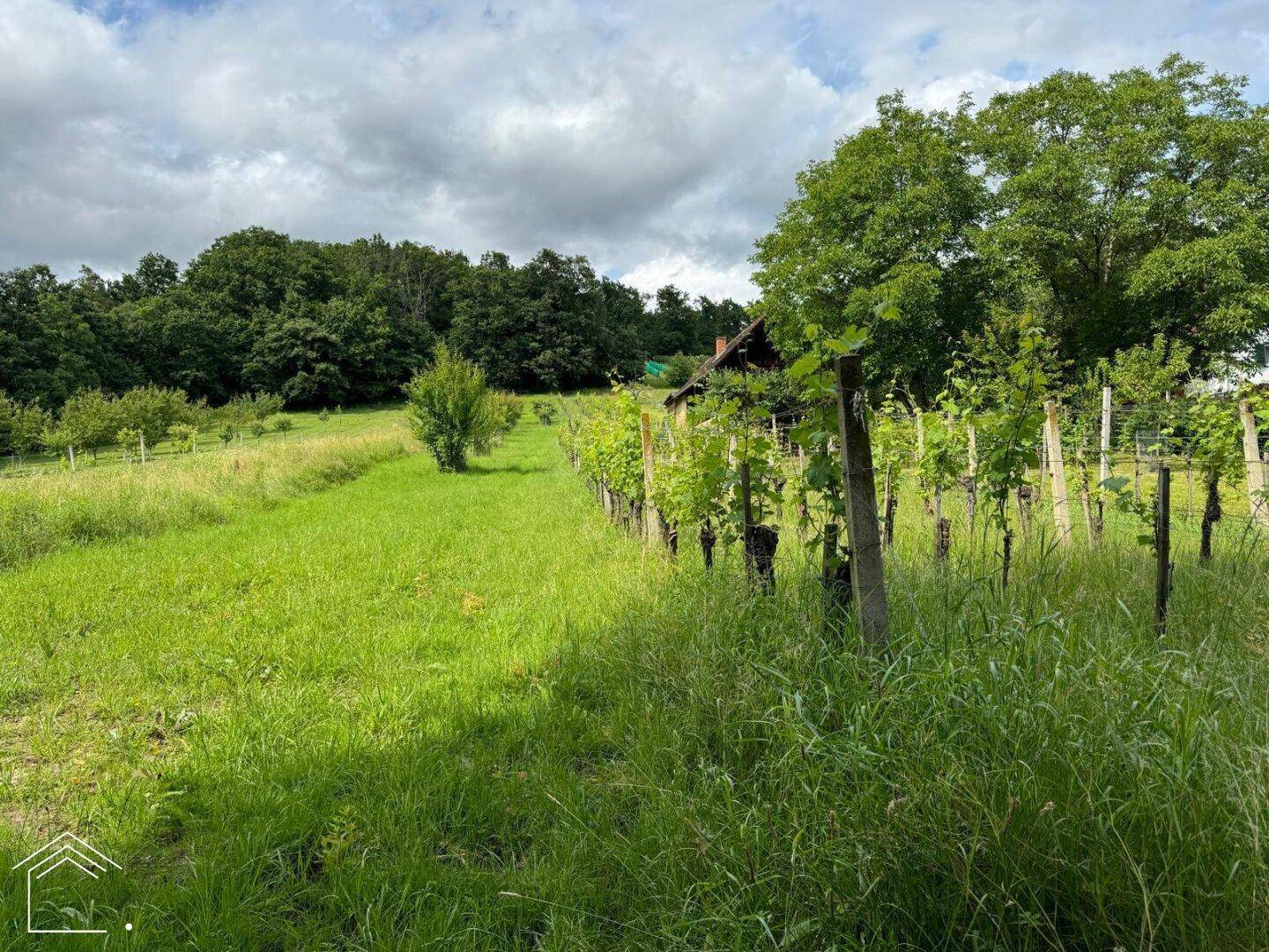 Weitläufiges grünes Feld mit Weinreben im Vordergrund und Waldrand unter bewölktem Himmel.